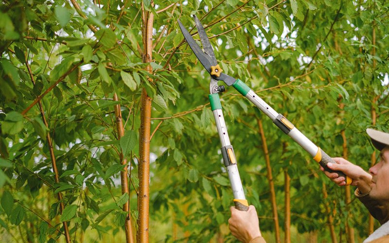 Tree trimming in Gardena, CA